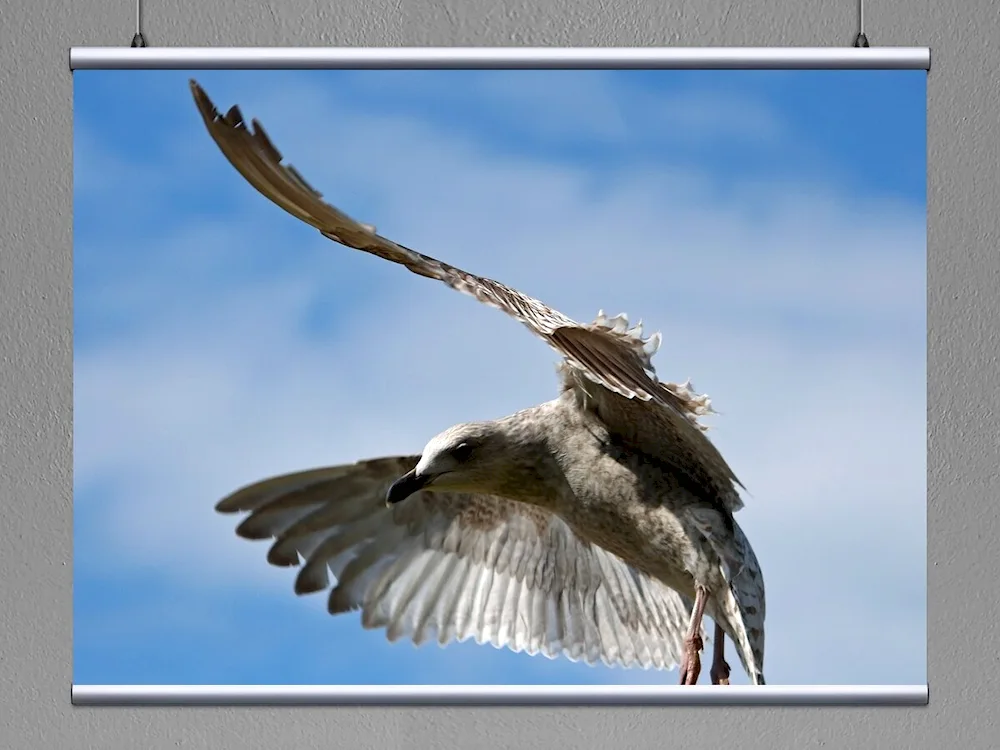 Albatross diving