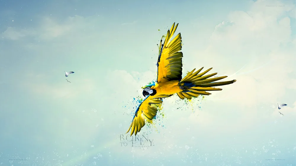 Bird in flight