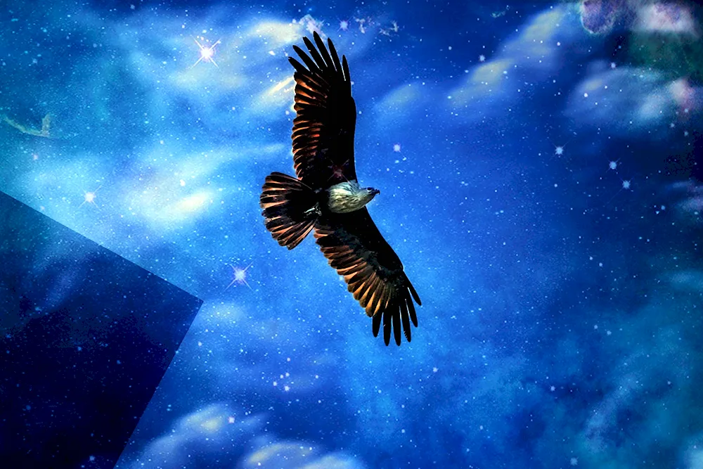 Red Kite Milvus Milvus