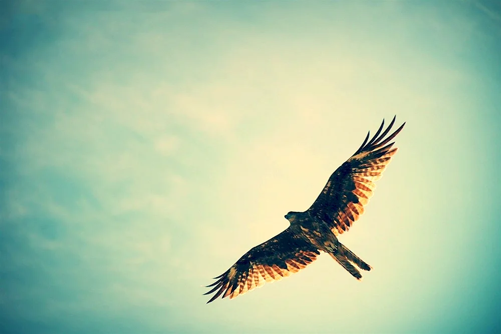 Eagle riddle