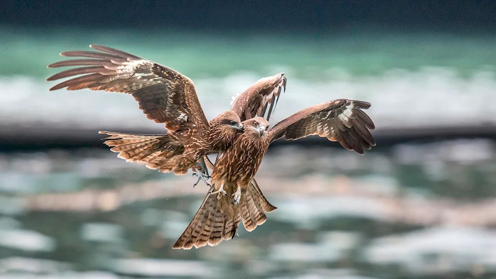 Bird in flight