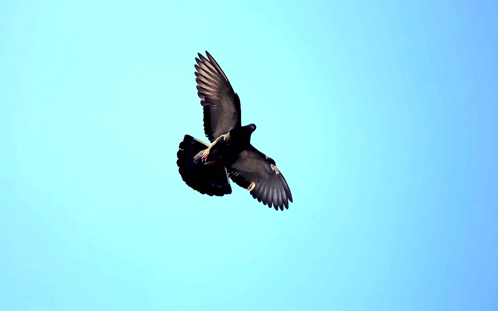 Bird in flight