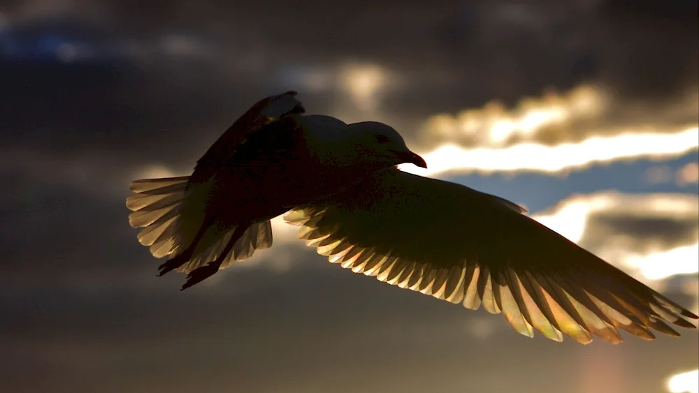 Bird in flight