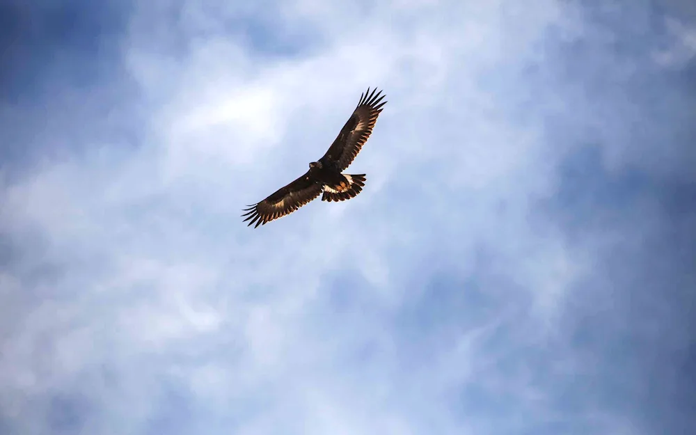 Bird in flight