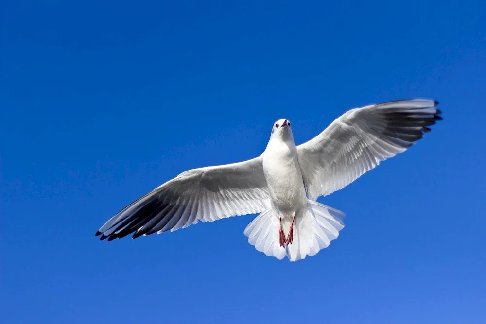 Bird in flight