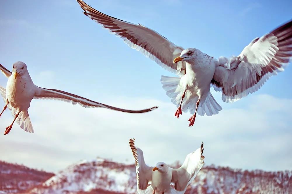 Bird taking off