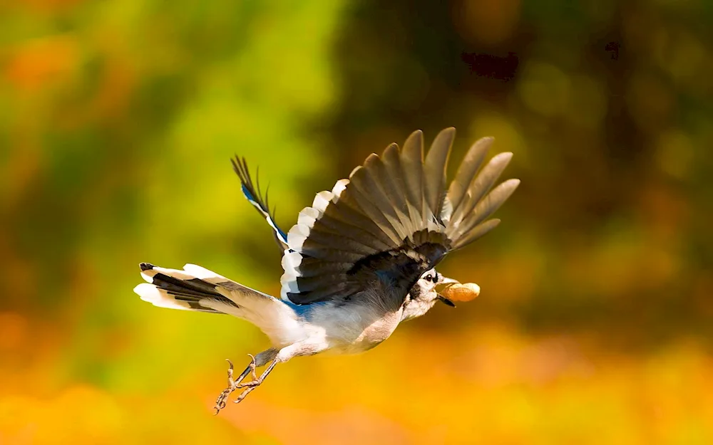 Bird taking off