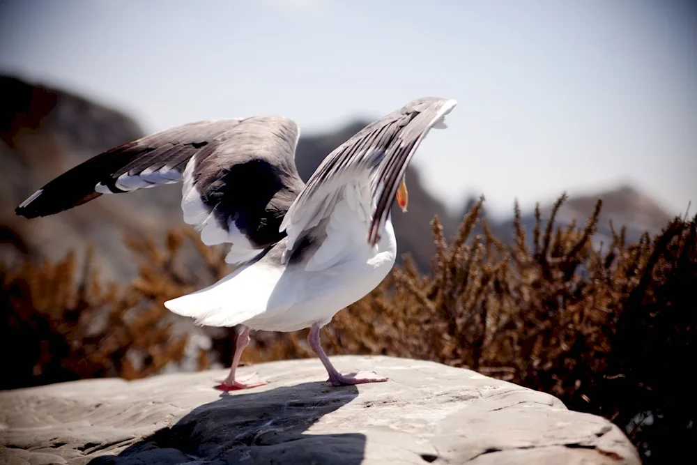 The bird flying in the sky