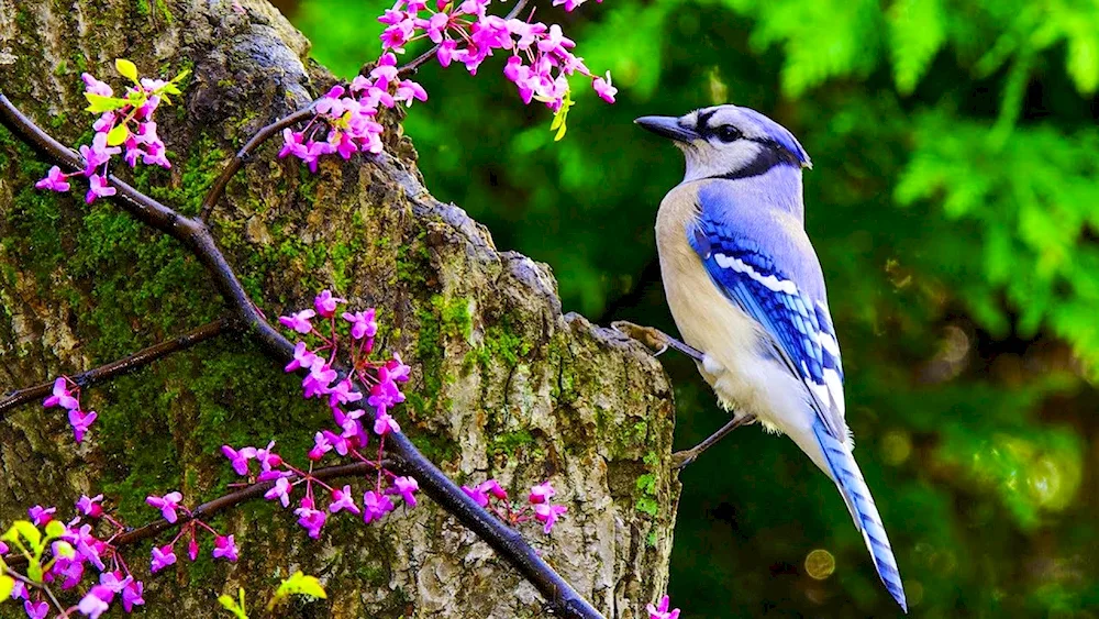 Long-tailed Tit