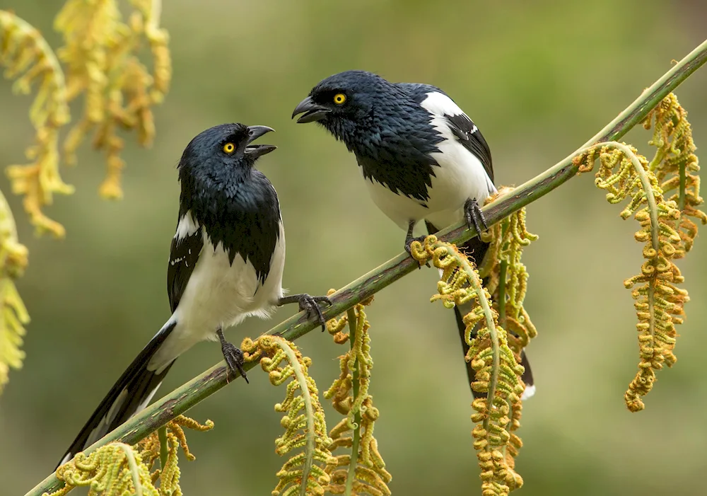 Gracch Migratory bird