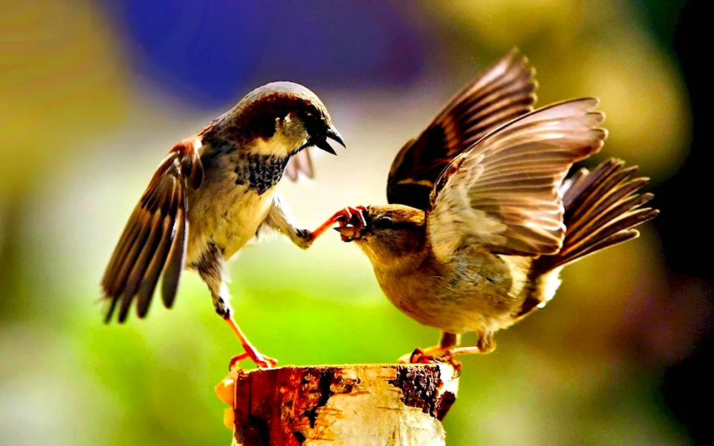 Feathered Sparrow