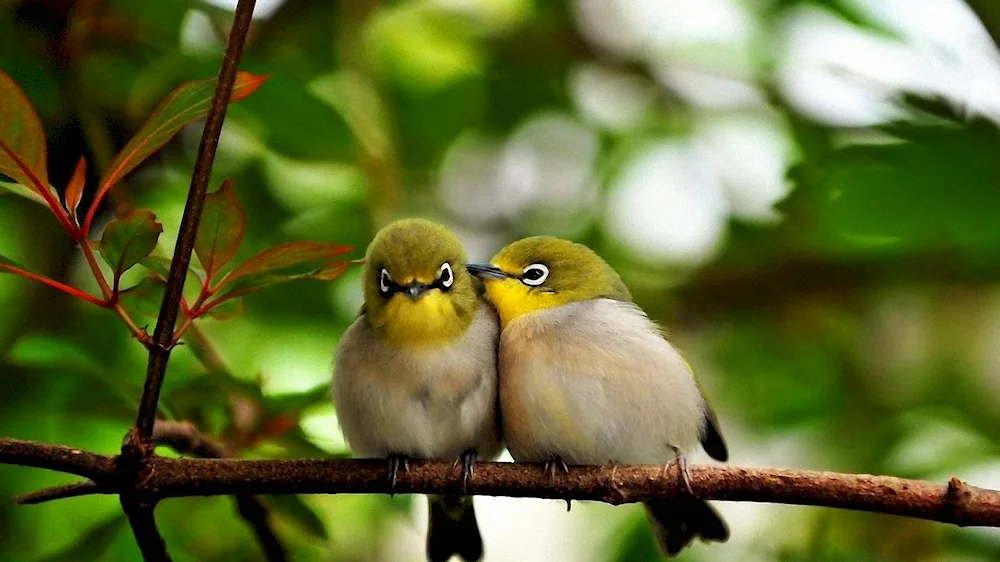 Yellow-crowned Sparrow