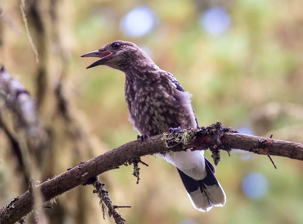 Birds of Altai