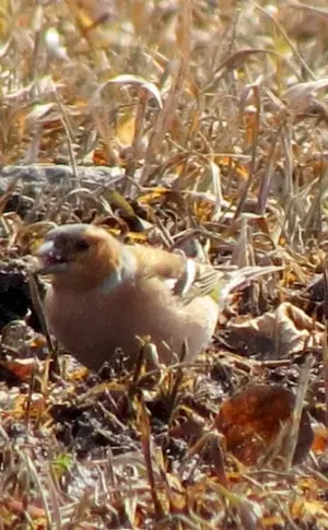 Birds of Altai