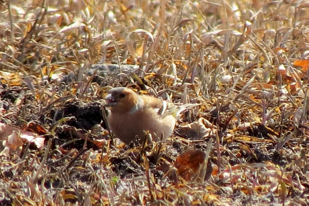 Birds of Altai