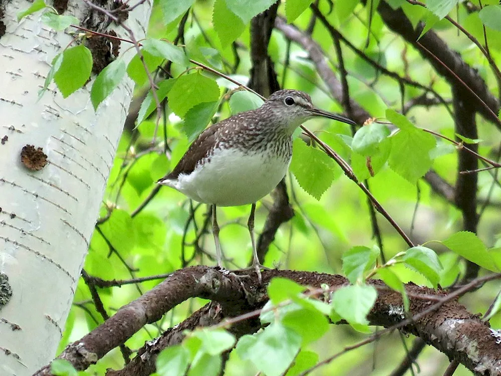 Birds of Altai Kedrovka