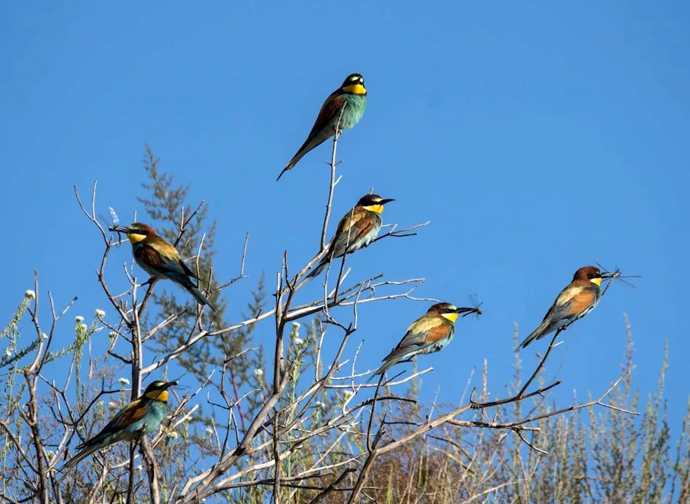 Birds of the Altai Mountains wintering