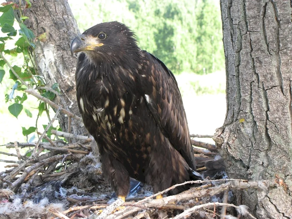 Birds of the Altai Territory