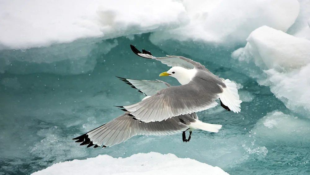 Antarctic birds Albatross