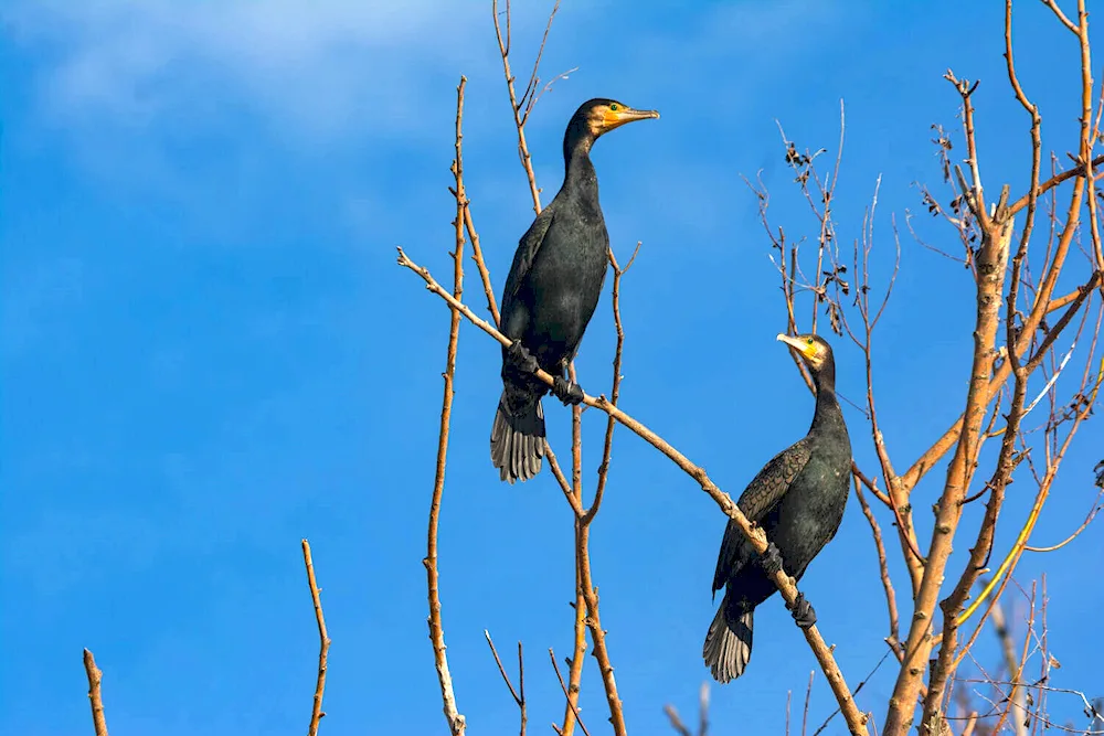 Birds of the Astrakhan region