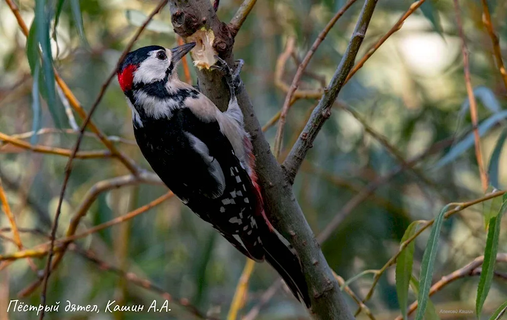 Birds of Astrakhan Oblast