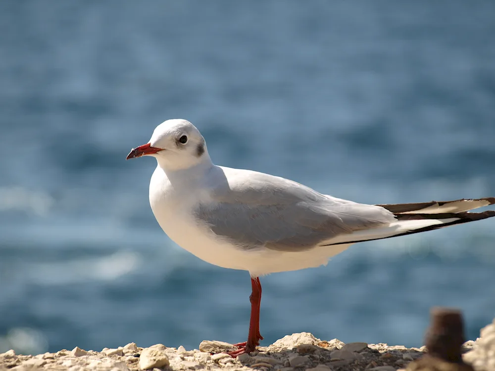 Albatross Anapa bird