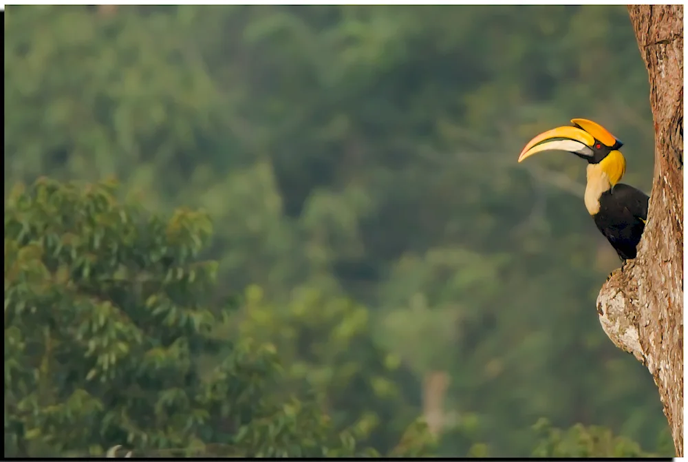 Yellow-billed Toucan