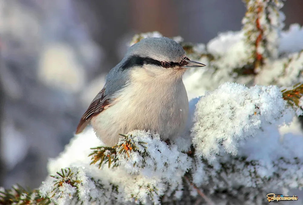 Wild birds of Altai Krai