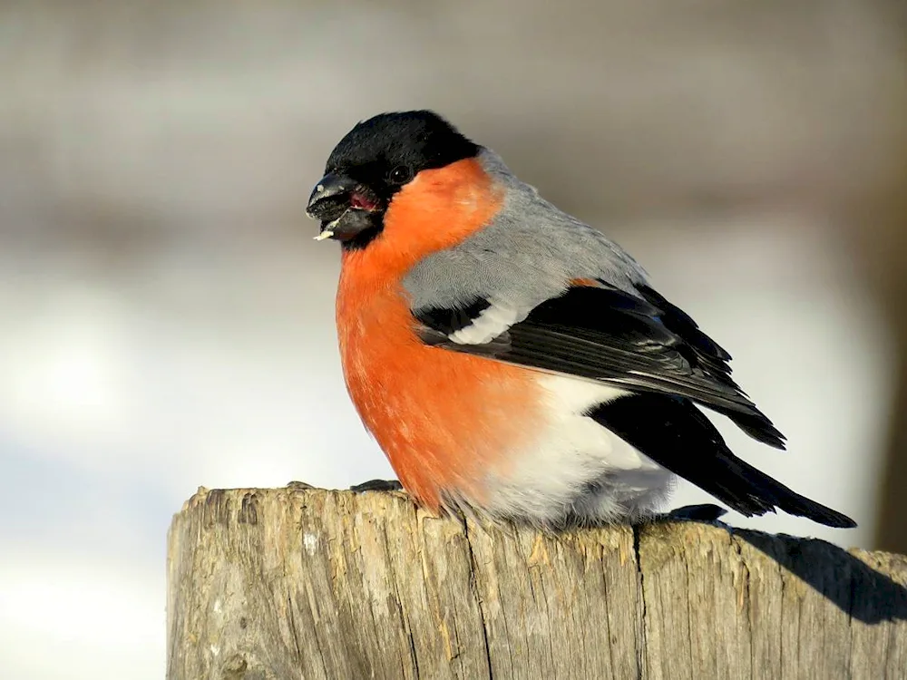 Wintering birds of Altai Krai