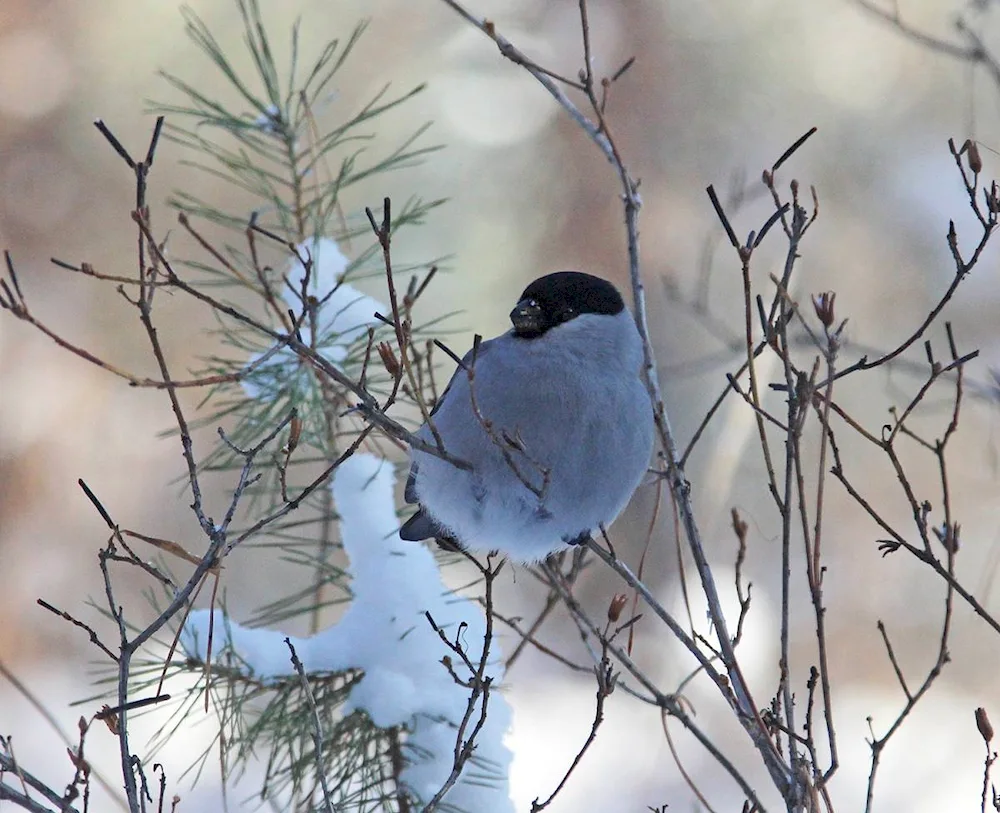 Birds of Irkutsk