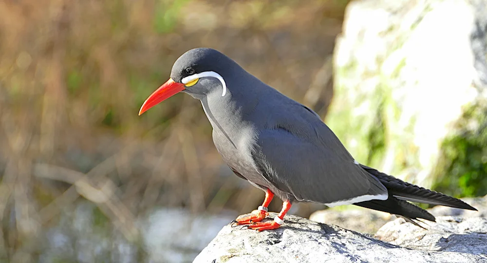 Birds of the South Coast of Crimea