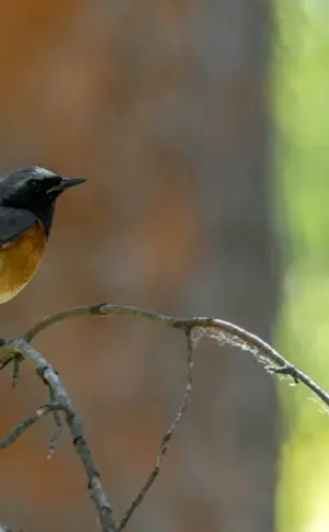 Birds of the Southern Urals