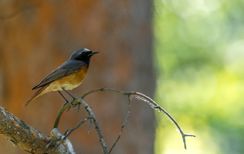 Birds of the Southern Urals