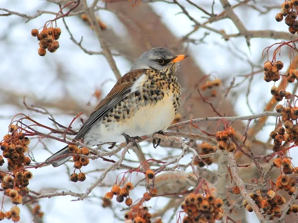 Birds of the Southern Urals