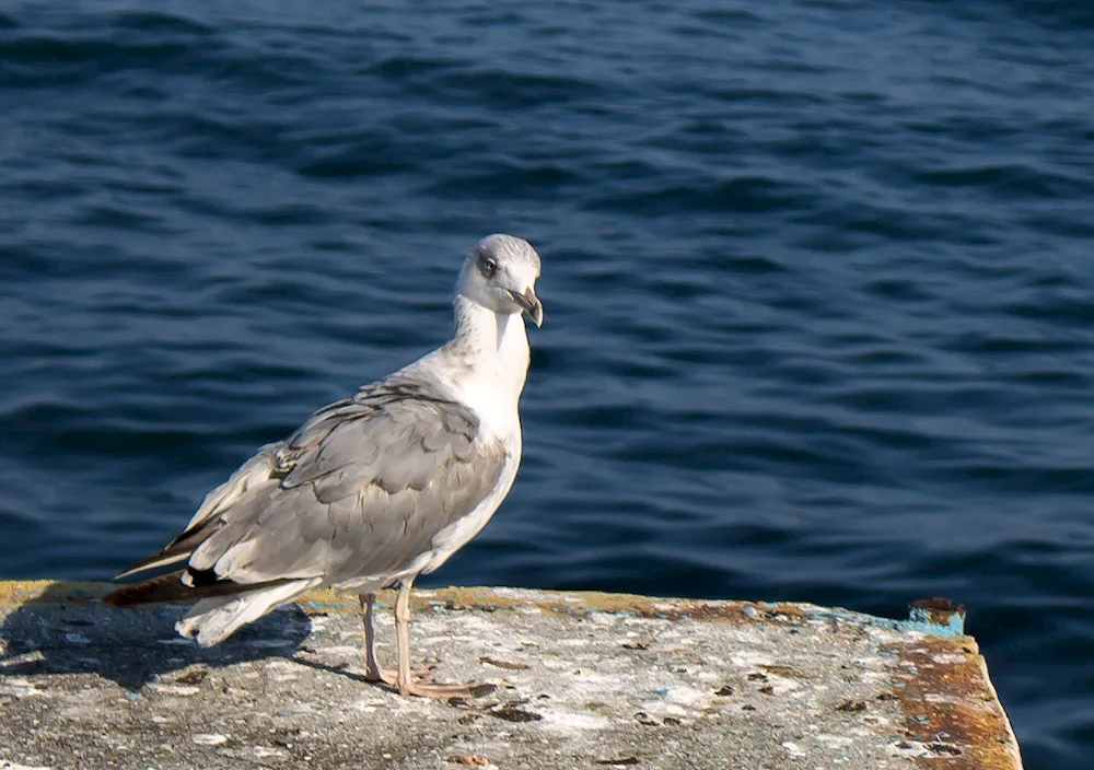 Birds of Crimea