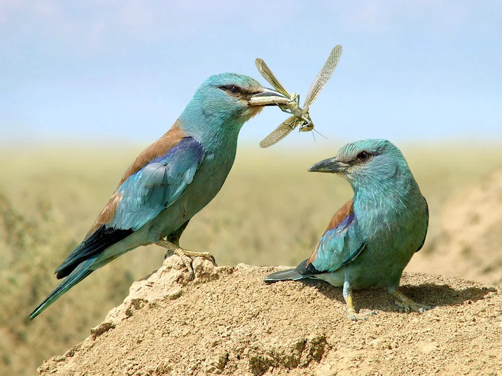 Crimean jay bird