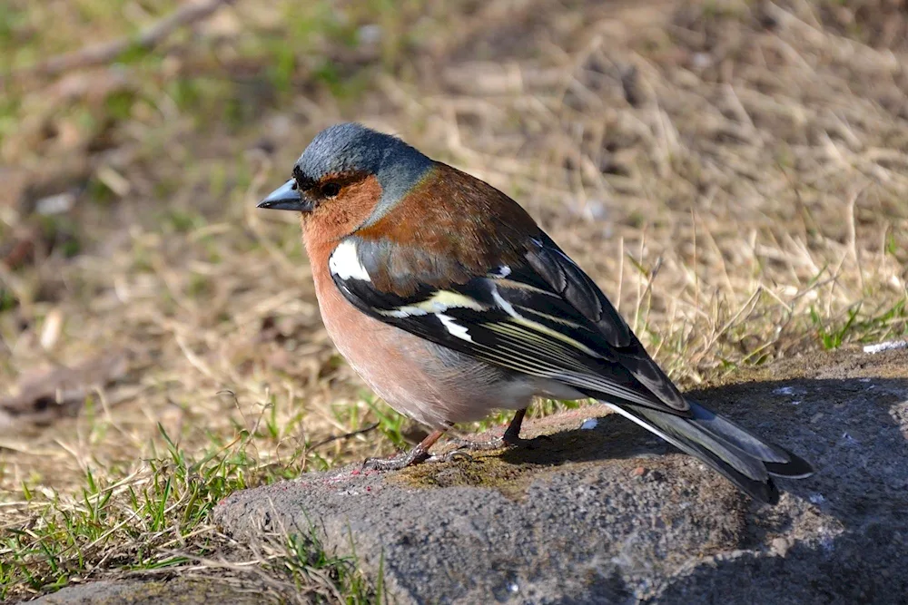 Jaybirds of the Leningrad Region
