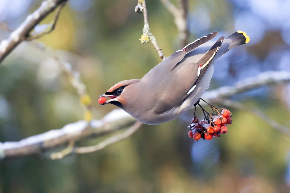 Birds of the Leningrad Region