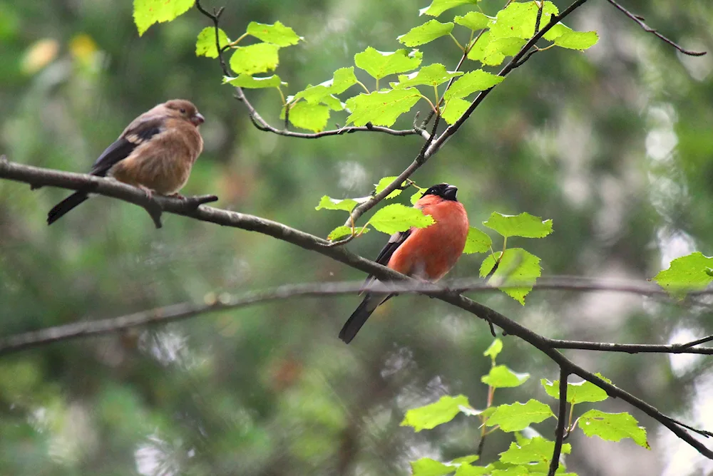 City Birds