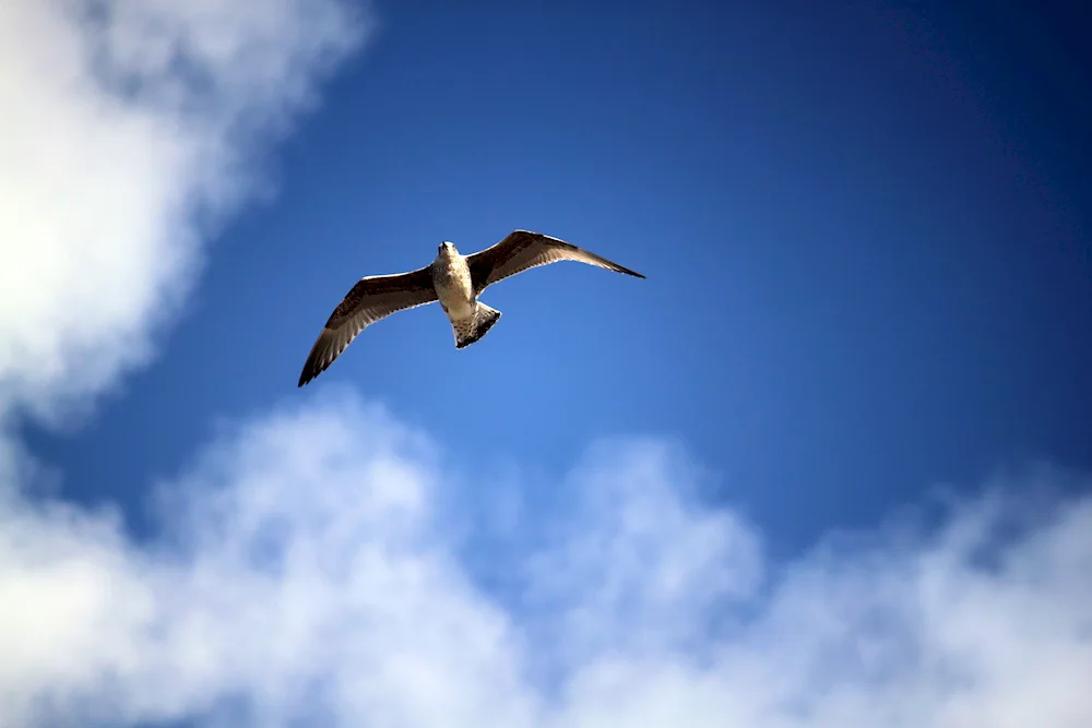 Bird flight