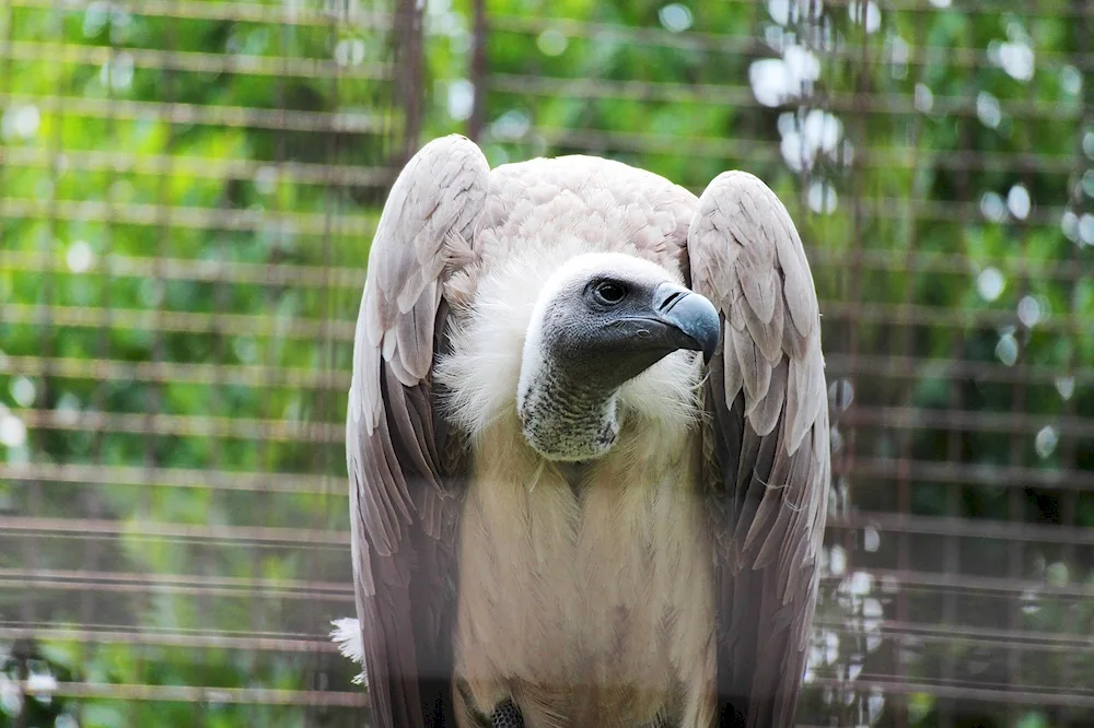 Birds in the Zoo