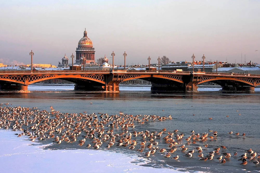 Birds on the Neva River in St. Petersburg