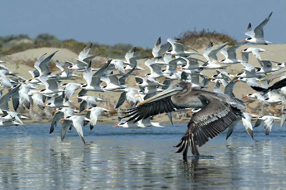 Birds on the beach