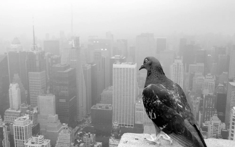 Birds above the city