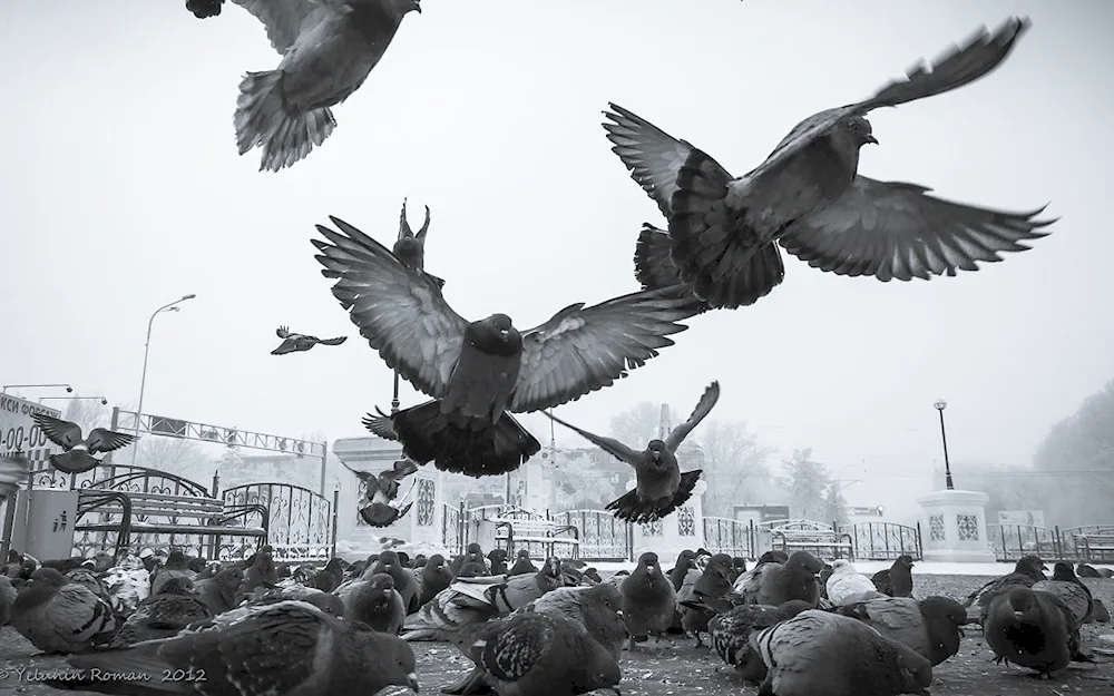 Birds over the city