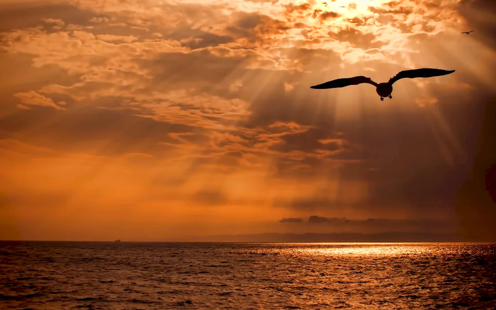 Birds over the sea