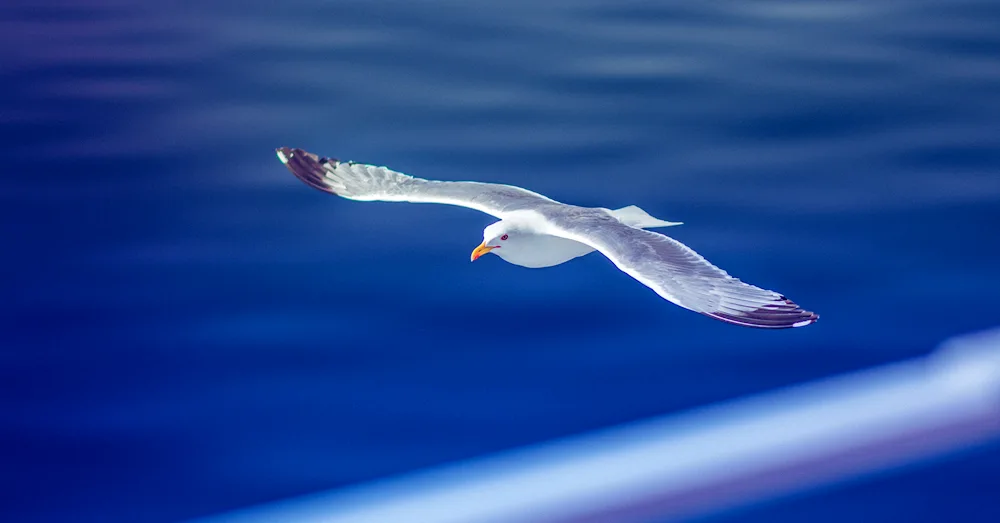 Birds soaring in the sky