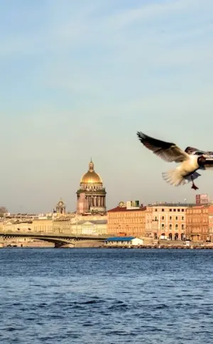 Birds over St. Petersburg