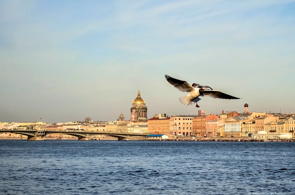 Birds over St. Petersburg