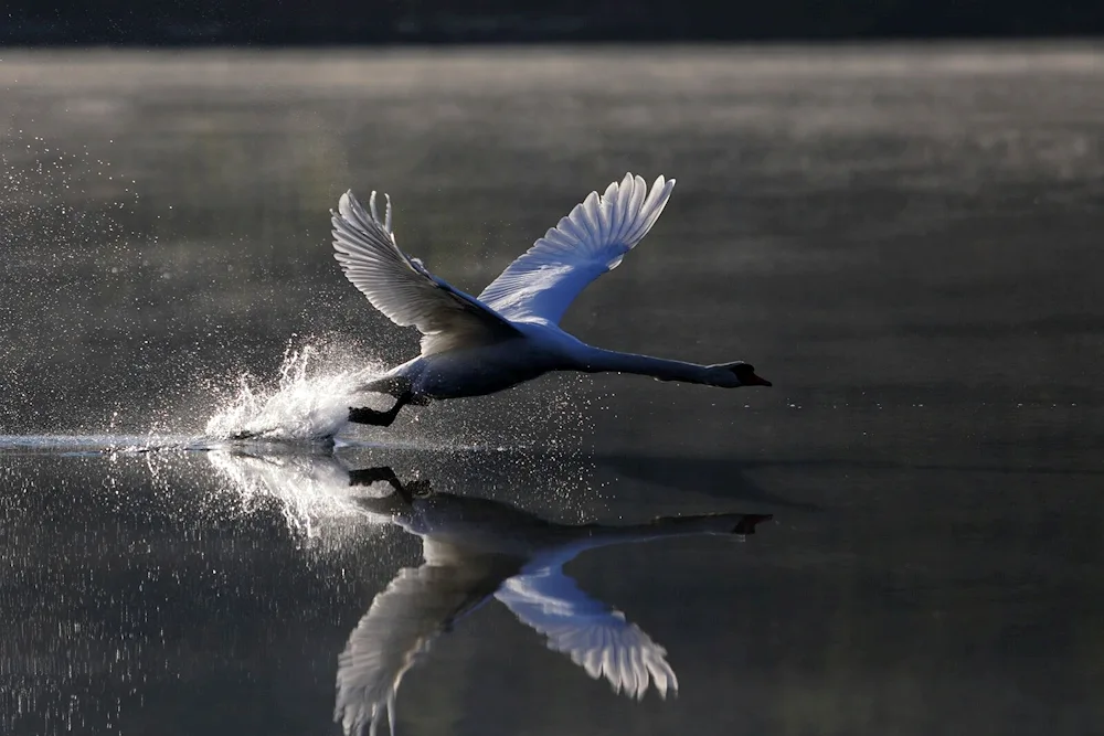 Bumphead swan in flight